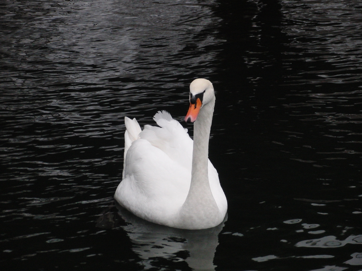 schöner Schwan