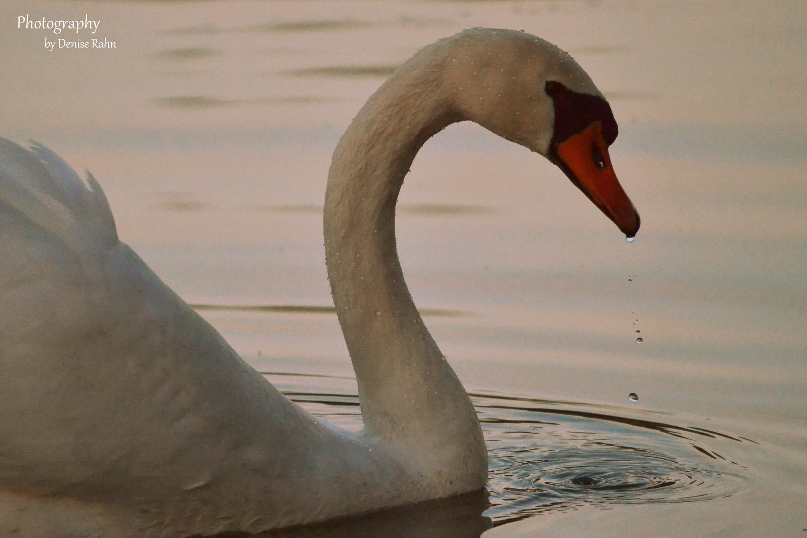 schöner Schwan