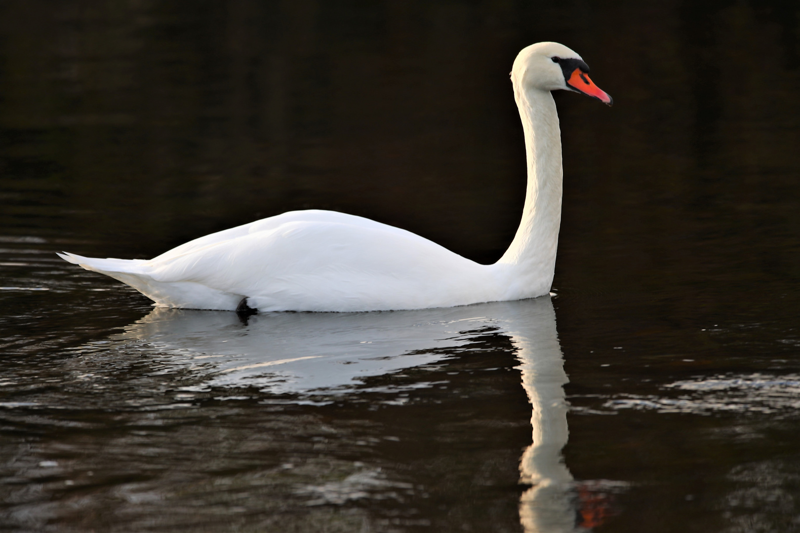 Schöner Schwan