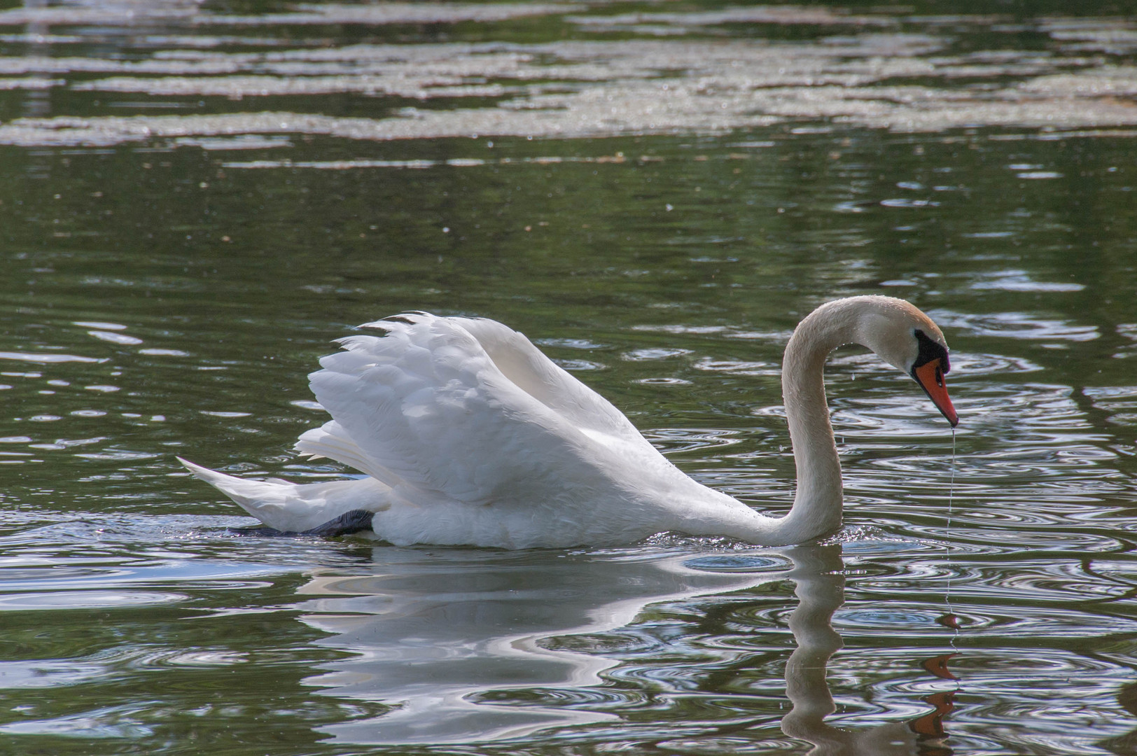 Schöner Schwan