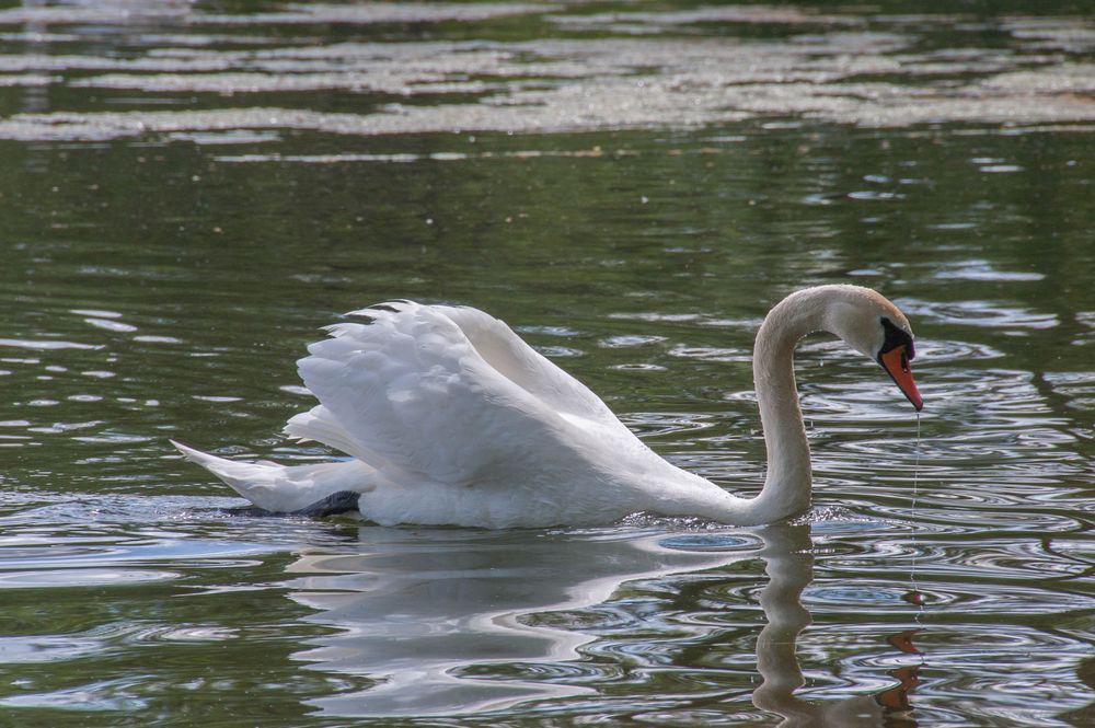 Schöner Schwan