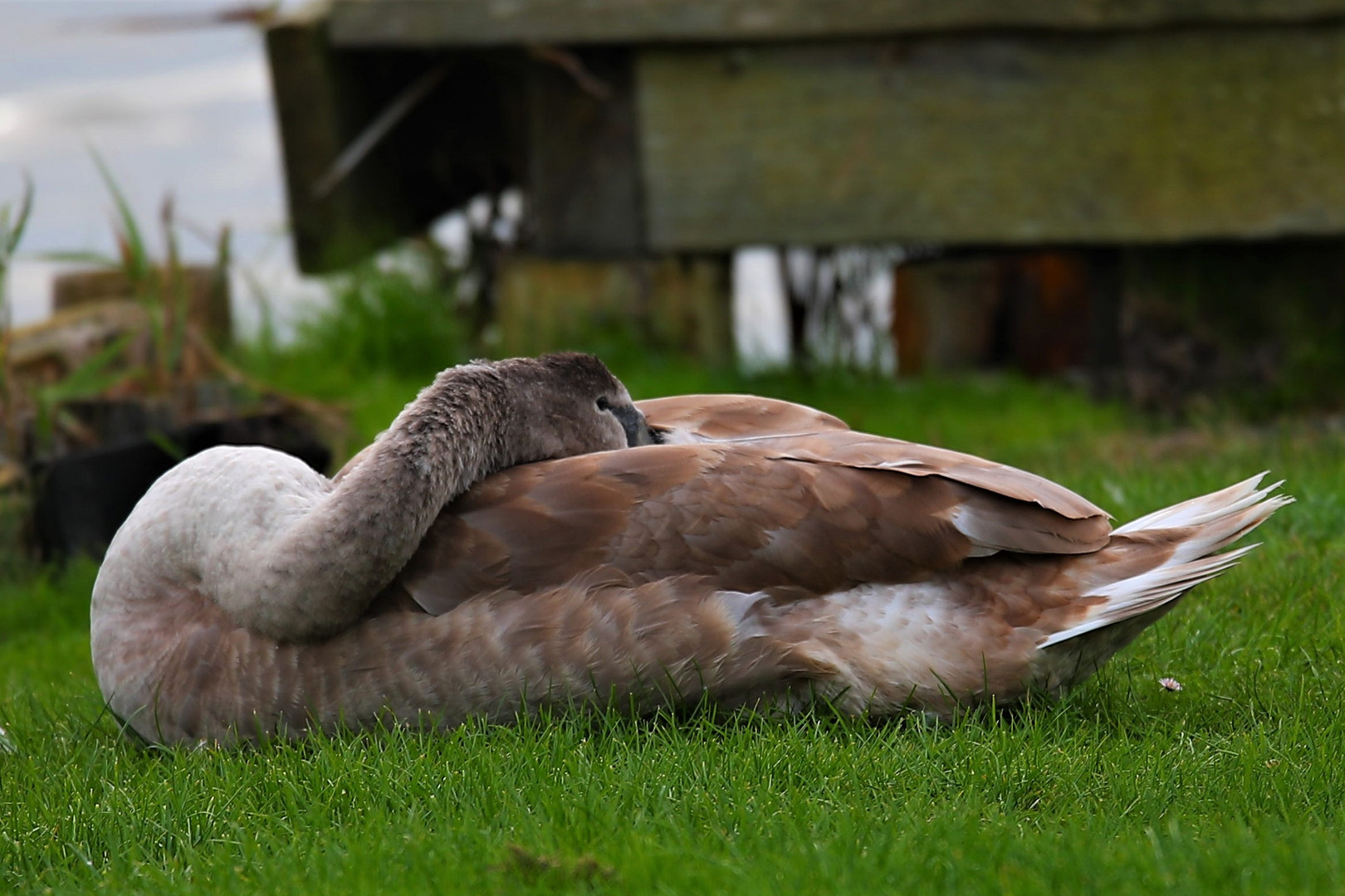 Schöner Schwan