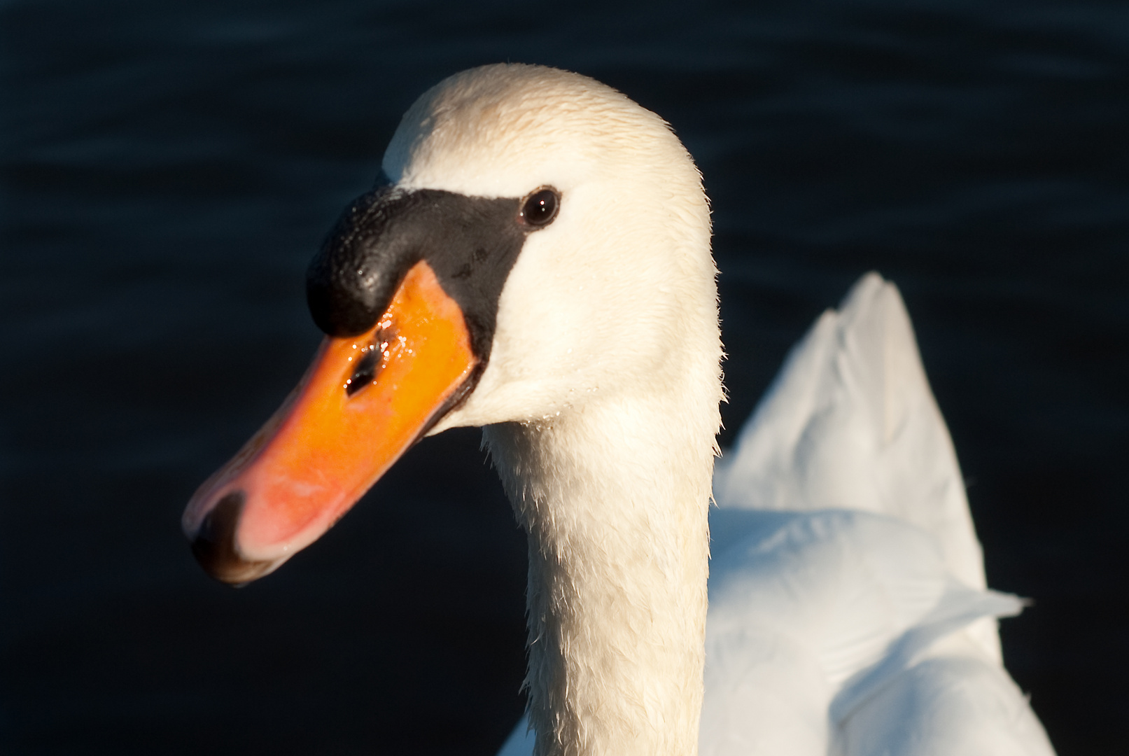 schöner Schwan