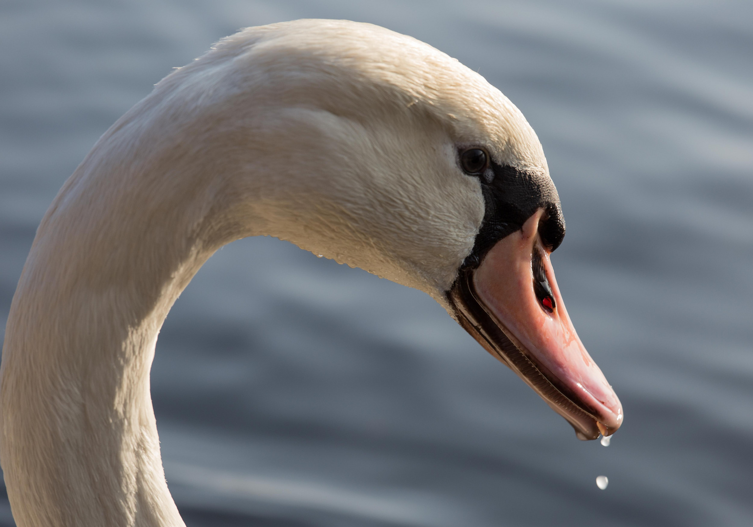 Schöner Schwan