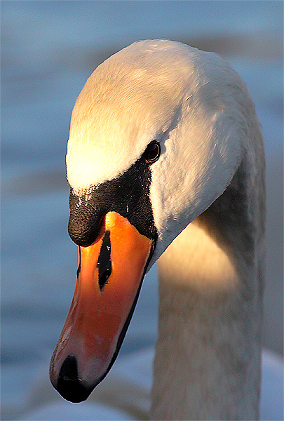 schöner Schwan II