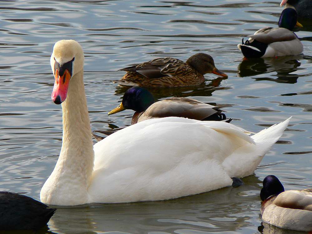 Schöner Schwan oder häßliches Entlein