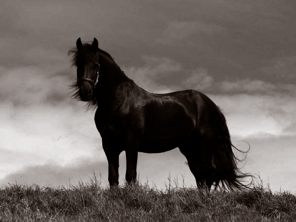 Schoner Schwarzer Foto Bild Tiere Haustiere Pferde Esel Maultiere Bilder Auf Fotocommunity