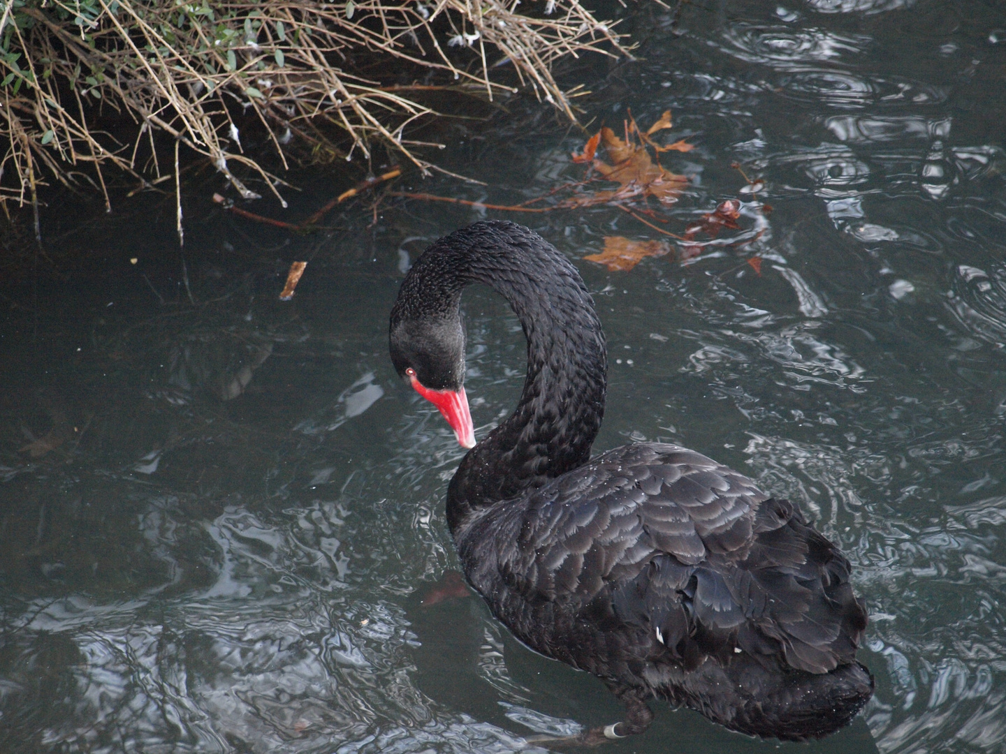 schöner schwarzer Schwan