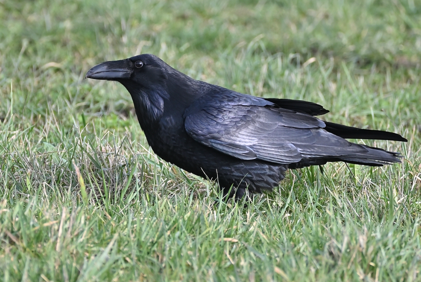 schöner schwarzer Vogel