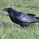 schöner schwarzer Vogel