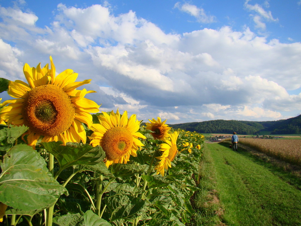 Schöner Sommerspaziergang entlang leuchtender Sonnenblumenfelder...