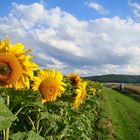 Schöner Sommerspaziergang entlang leuchtender Sonnenblumenfelder...