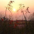 schöner sonnen-spaziergang gestern..