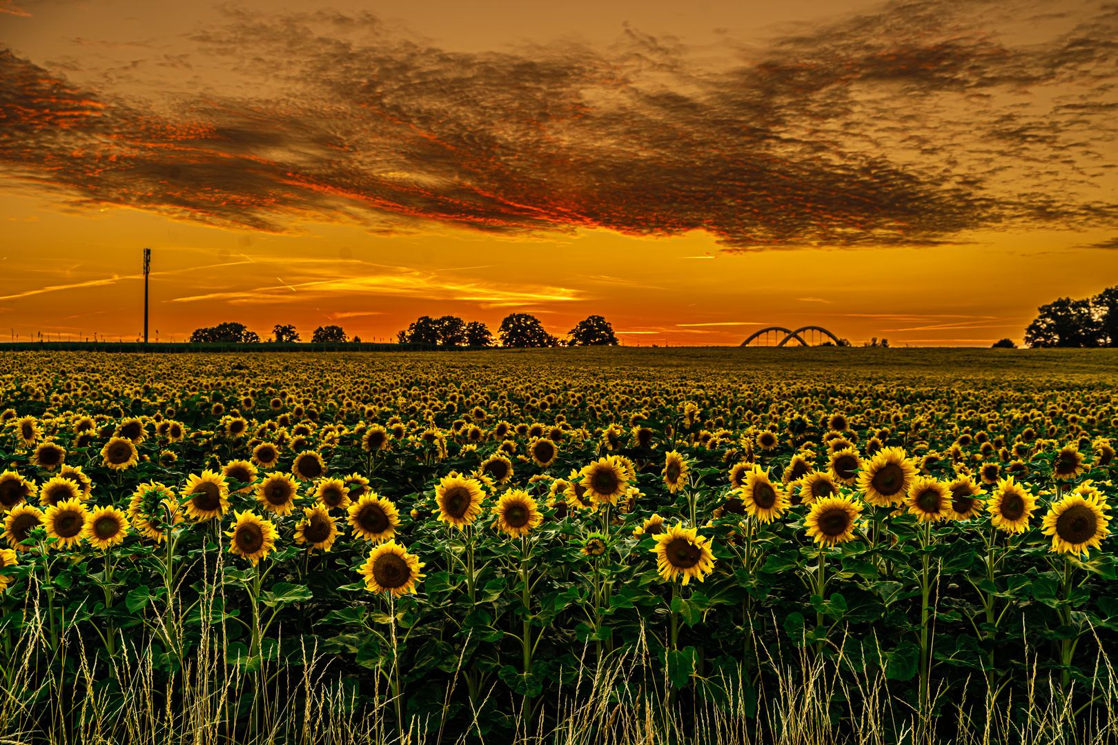 schöner Sonnenuntergang am Sonnenblumenfeld