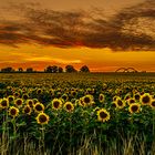 schöner Sonnenuntergang am Sonnenblumenfeld