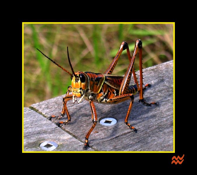 Schöner Southeastern Lubber Grasshopper