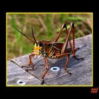 Schöner Southeastern Lubber Grasshopper