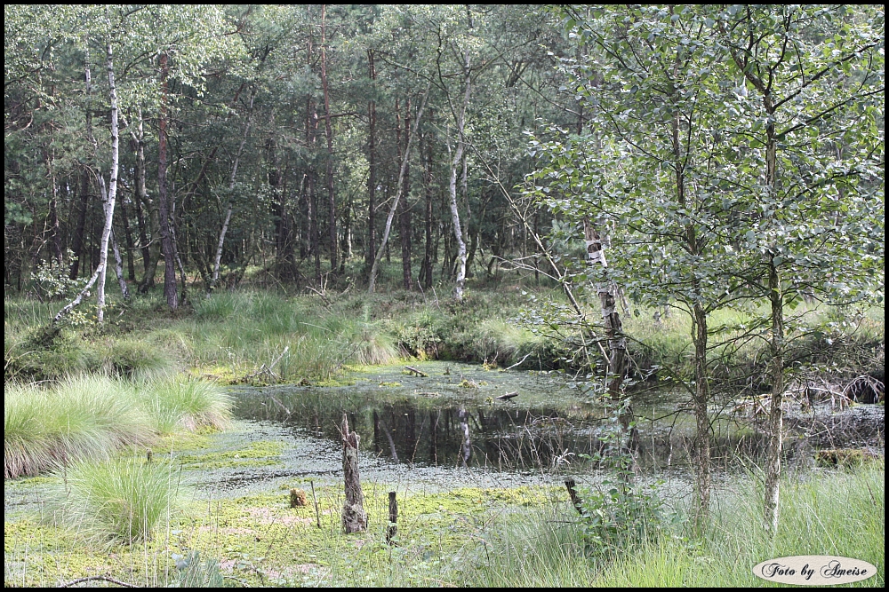 Schöner Spaziergang durchs Moor