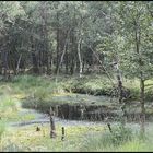 Schöner Spaziergang durchs Moor