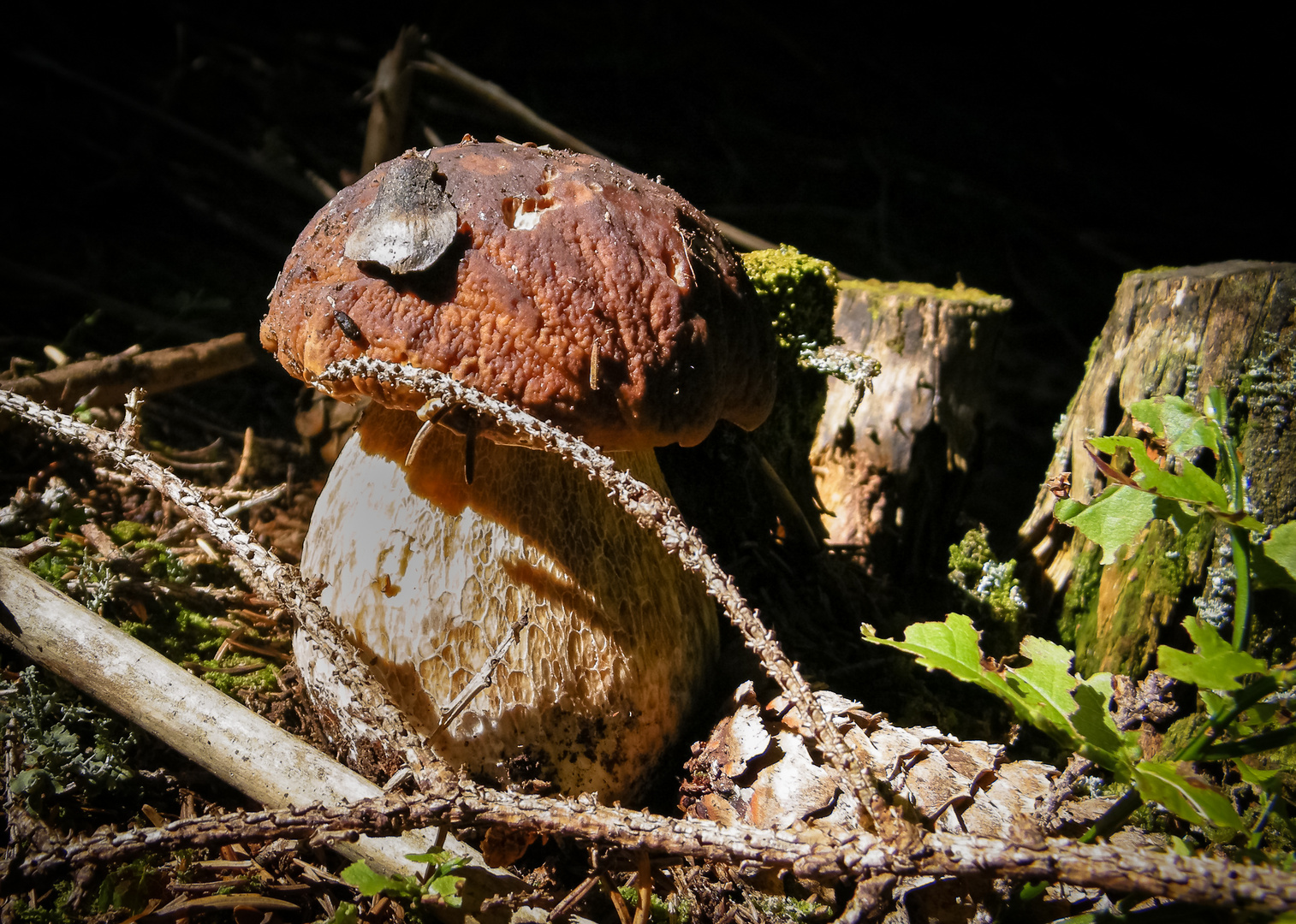 schöner Steinpilz