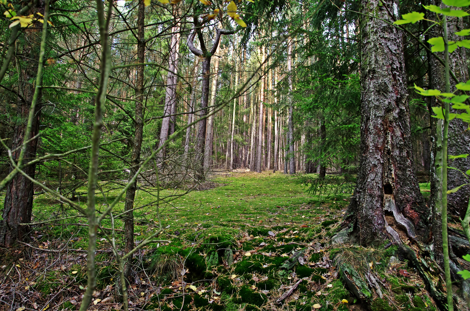 schöner Thüringer Wald