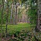 schöner Thüringer Wald