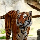 Schöner Tiger