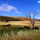 Schöner, toter Baum