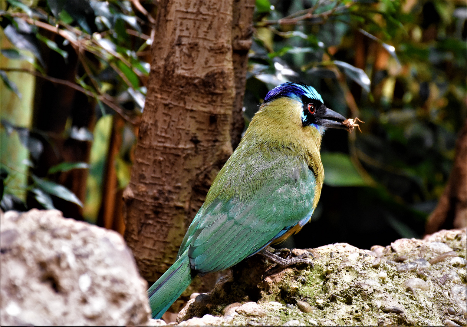 schöner Vogel