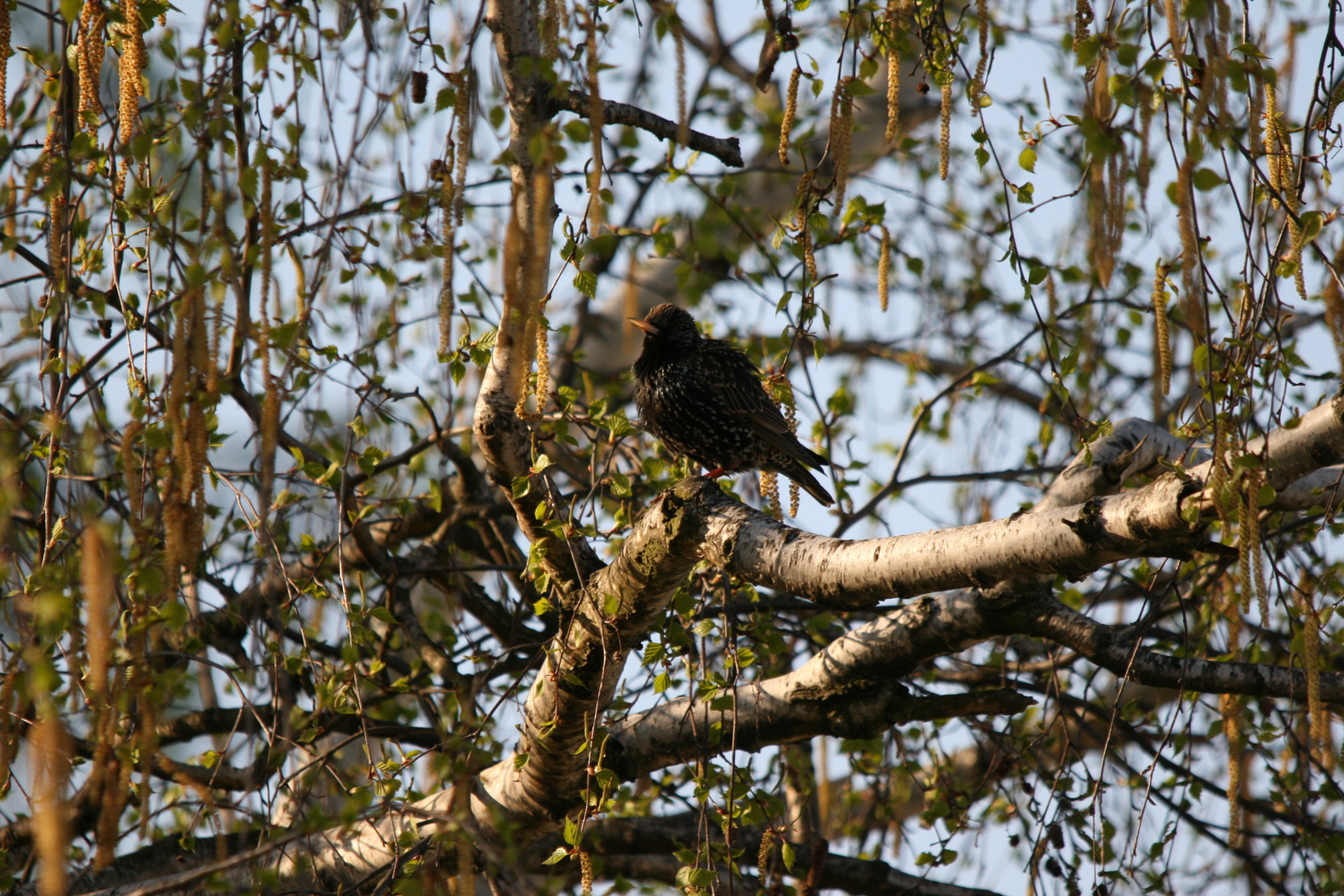 schöner vogel