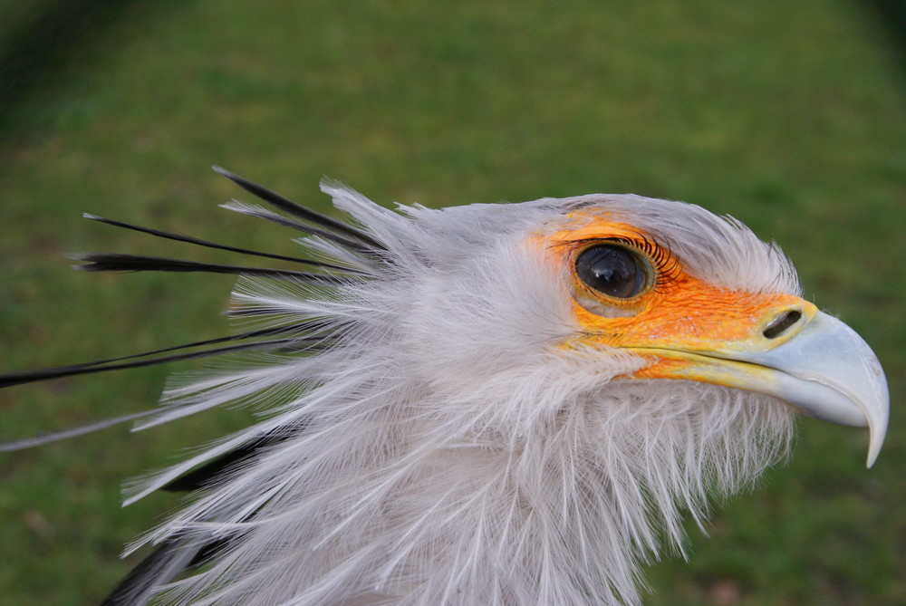 Schöner Vogel