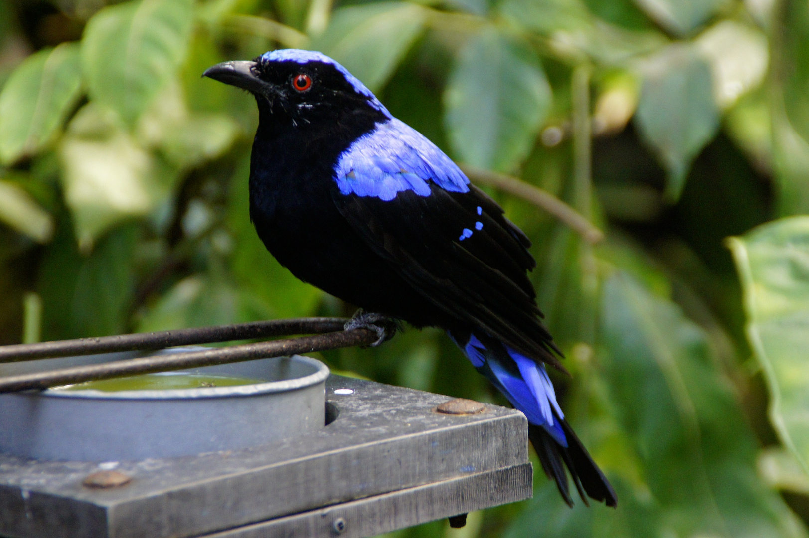 schöner Vogel