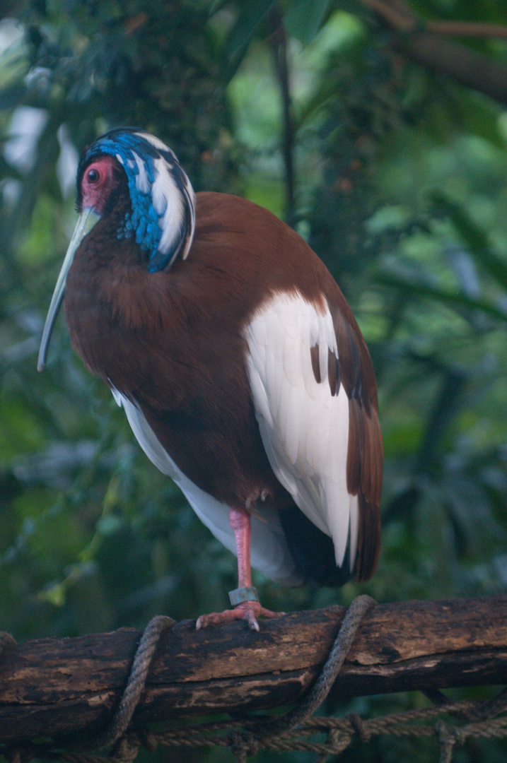 Schöner Vogel 