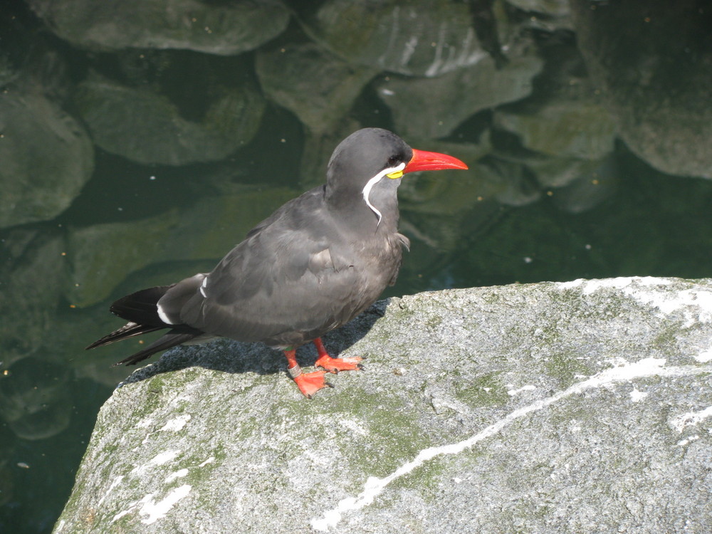 schöner vogel