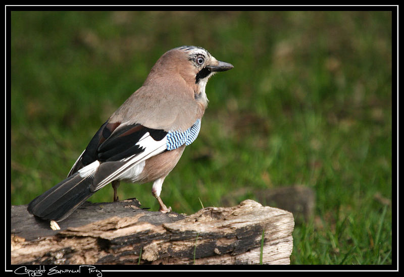 Schöner Vogel