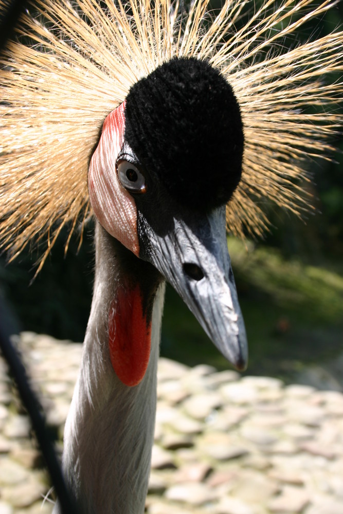 Schöner Vogel