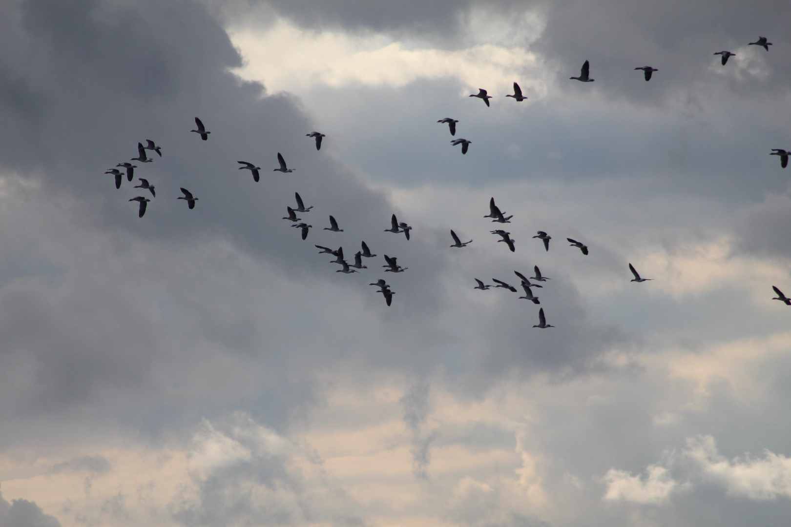 Schöner "Vogel"-himmel