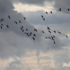 Schöner "Vogel"-himmel