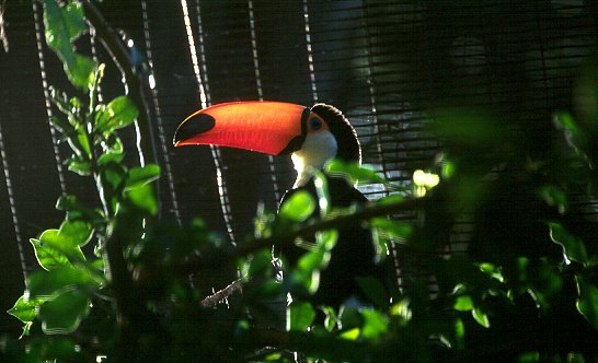 schöner vogel im sonnenstrahl