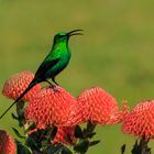 Schöner Vogel in Südafrika