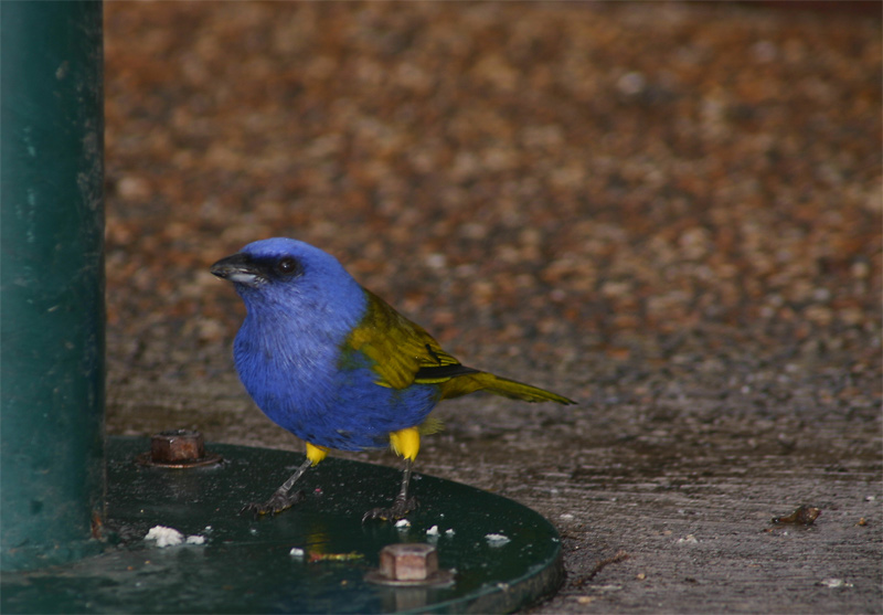 schöner Vogel unter Tisch