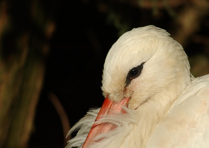 Schöner Vogel, war aber müde und hat gefroren