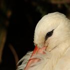 Schöner Vogel, war aber müde und hat gefroren