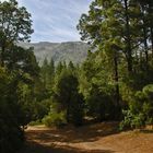 Schöner Wald am Wanderpfad Aguamansa Teneriffa