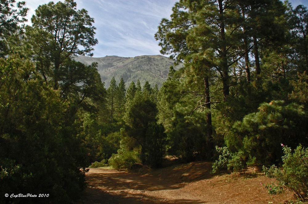 Schöner Wald am Wanderpfad Aguamansa Teneriffa