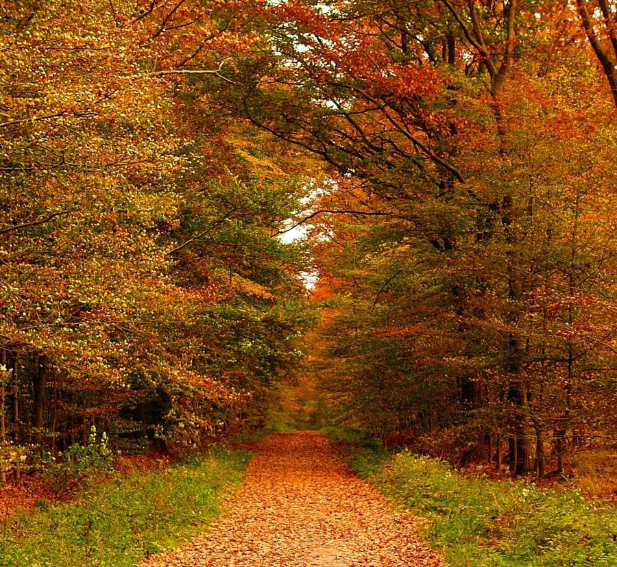 schöner Wald so im Herbst...