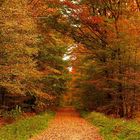 schöner Wald so im Herbst...