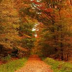 schöner Wald so im Herbst...