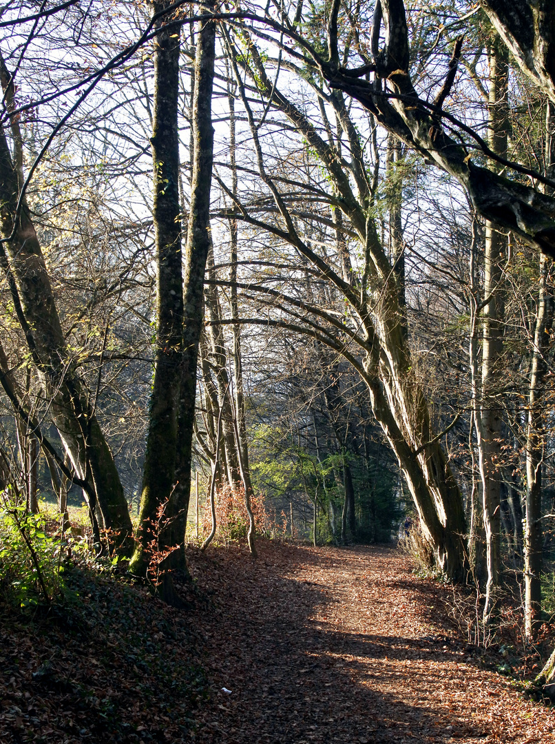 schöner Waldweg