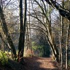 schöner Waldweg